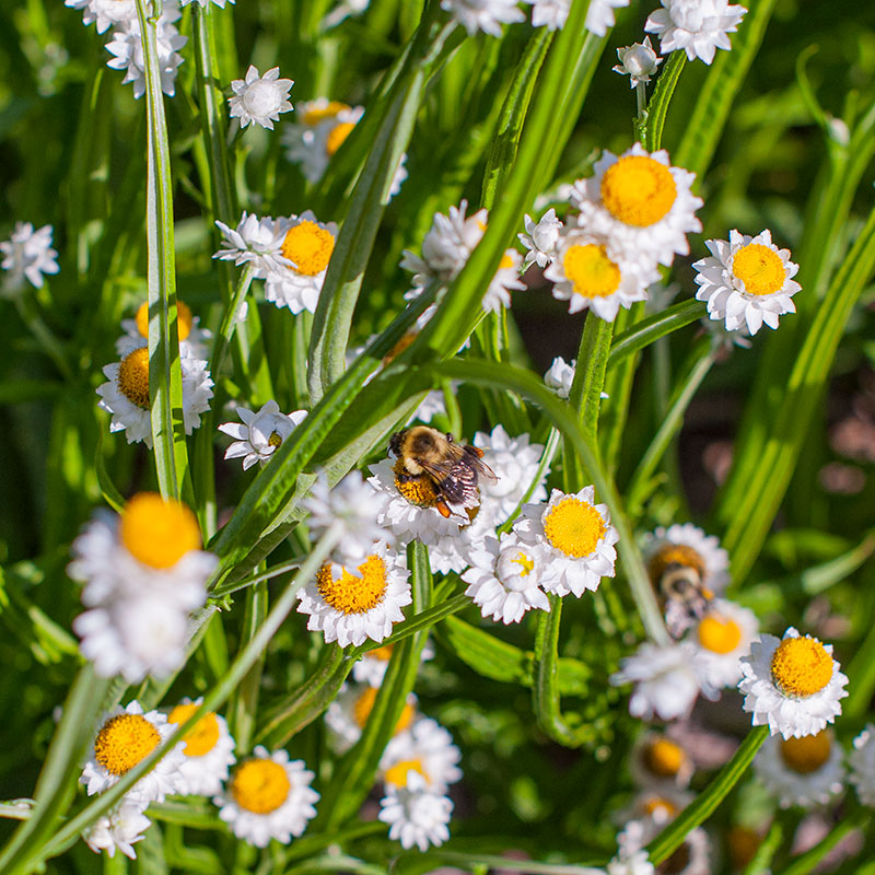 immortal flower seeds Winged Everlasting 'White'