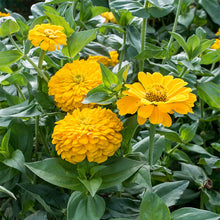 Zinnia 'Golden State'