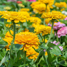 Zinnia 'Golden State'