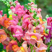 Snapdragon 'University of California Mix'