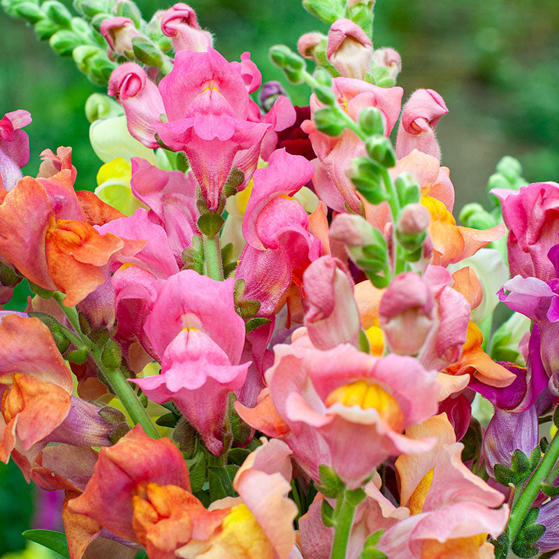 snapdragon plant seeds Snapdragon 'University of California Mix' seeds