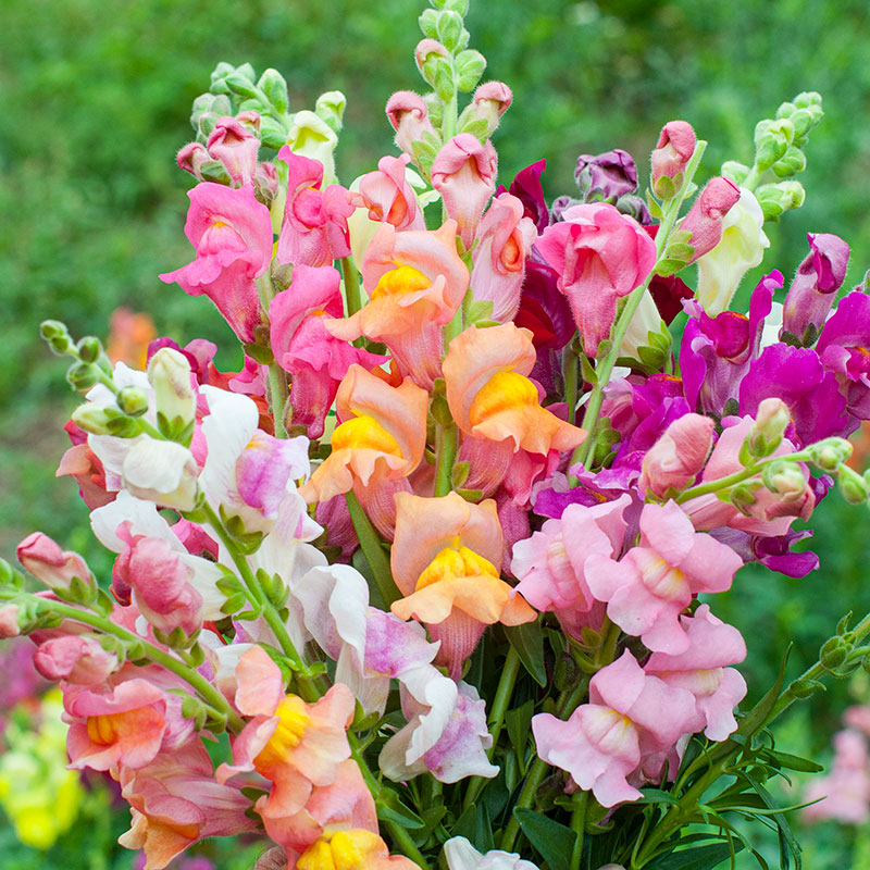 snapdragon flower from seed Snapdragon 'University of California Mix' seeds