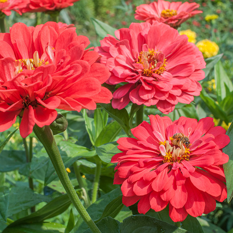 Zinnia 'Benary's Giant Coral'