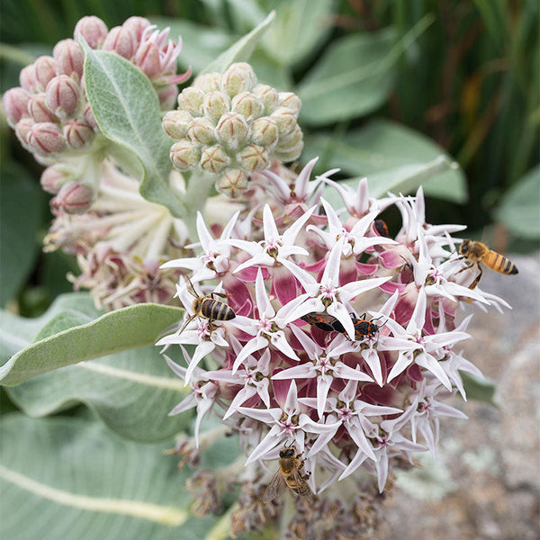 
    



Milkweed - Showy
