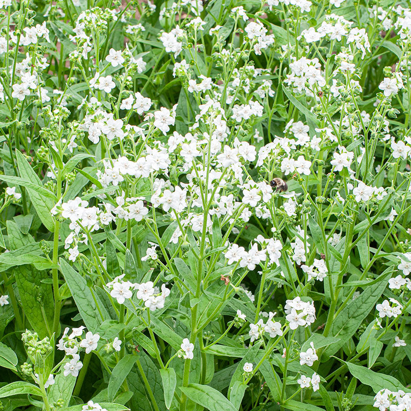 Chinese Forget Me Not 'White'