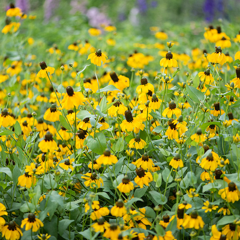Clasping Coneflower seeds - Rudbeckia amplexicaulis