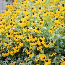 Clasping Coneflower