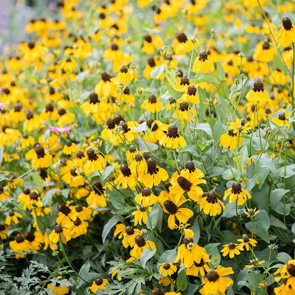 sprinkling cone flower seeds on ground Clasping Coneflower seeds