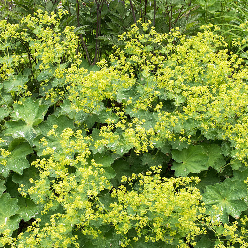 Lady's Mantle 'Robustica' - S1