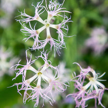 Pink - Fringed 'Ambrosia'