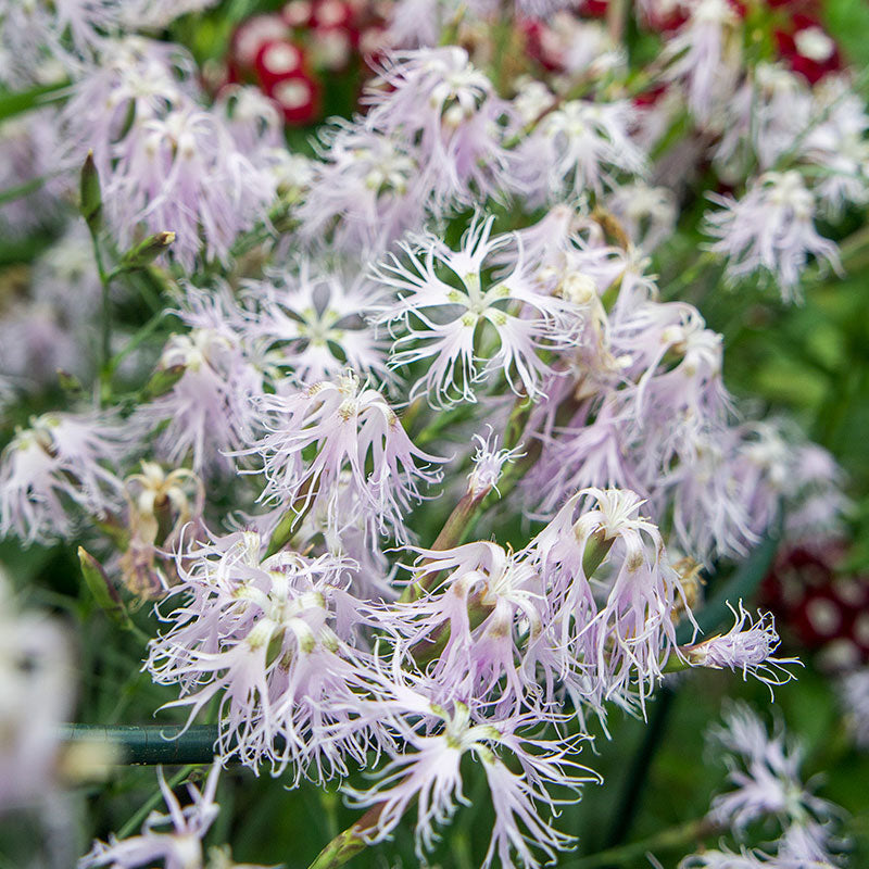 Pink - Fringed 'Ambrosia'