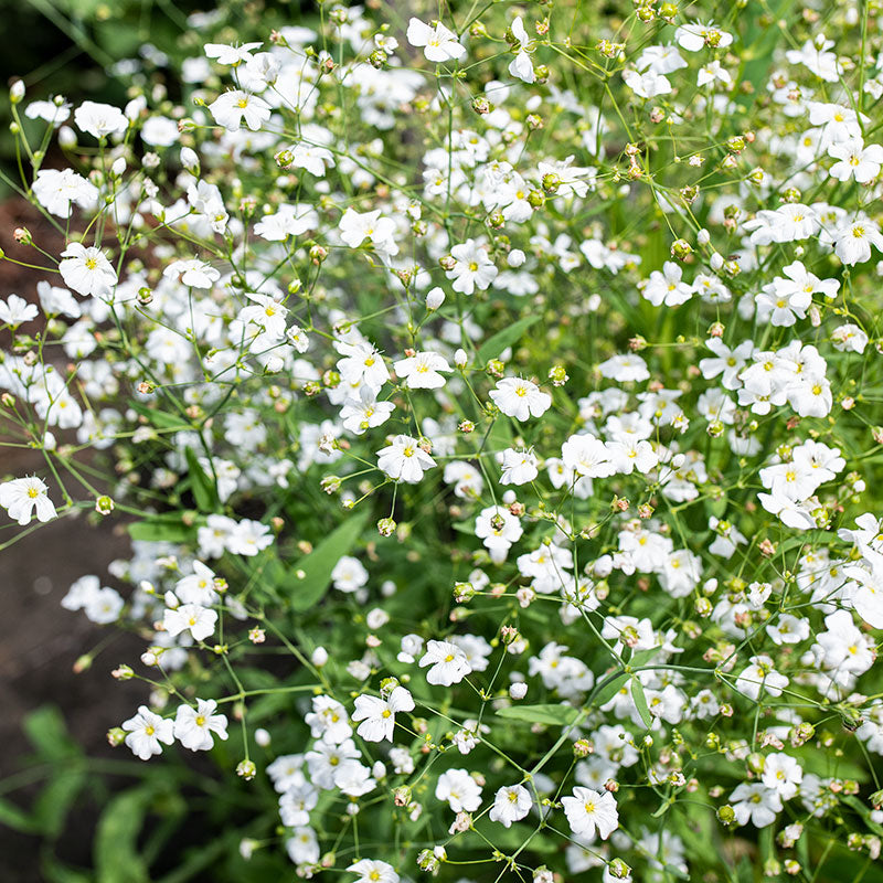 Gypsophila Elegans Annual Baby's Breath (Gypsophila Elegans)