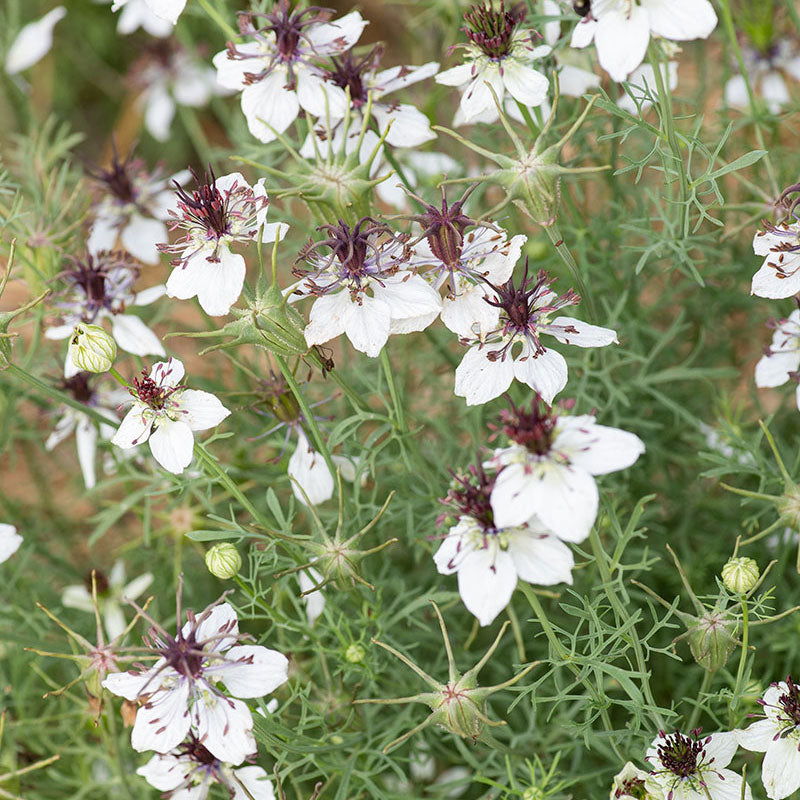 Love-in-a-Mist 'African Bride'
