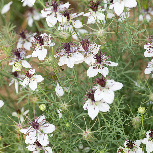 african flower seeds Love-in-a-Mist 'African Bride'