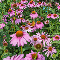 
    



Coneflower - Wild
