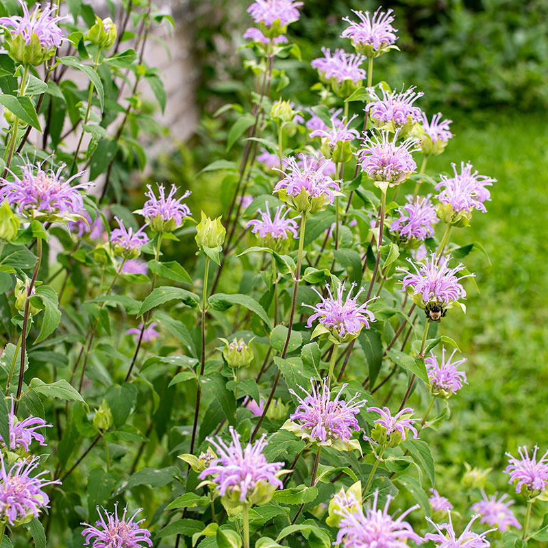bergamot plant seeds Bergamot - Pkt Of Approx. 100 Seeds | Monarda fistulosa