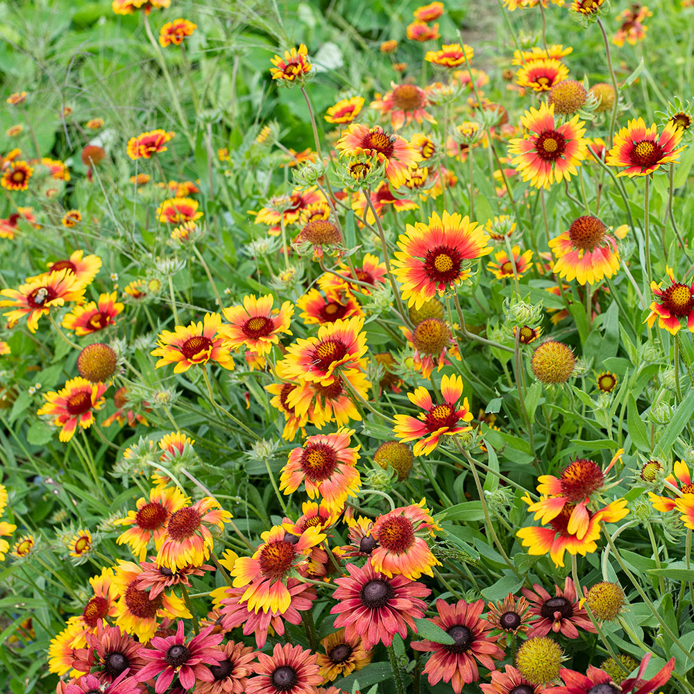 Blanket Flower 'Single Mix' seeds Gaillardia pulchella