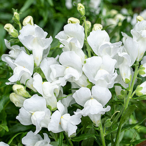 
    



Snapdragon 'Royal Bride'
