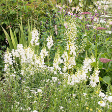 Snapdragon 'Royal Bride'