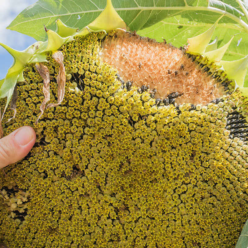 
  



Sunflower 'Feed the Birds'
