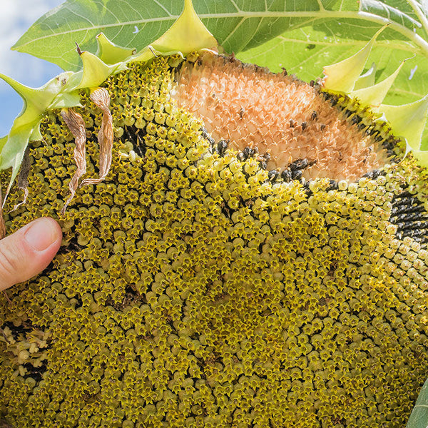 plant sunflower seed Sunflower 'Feed the Birds' seeds