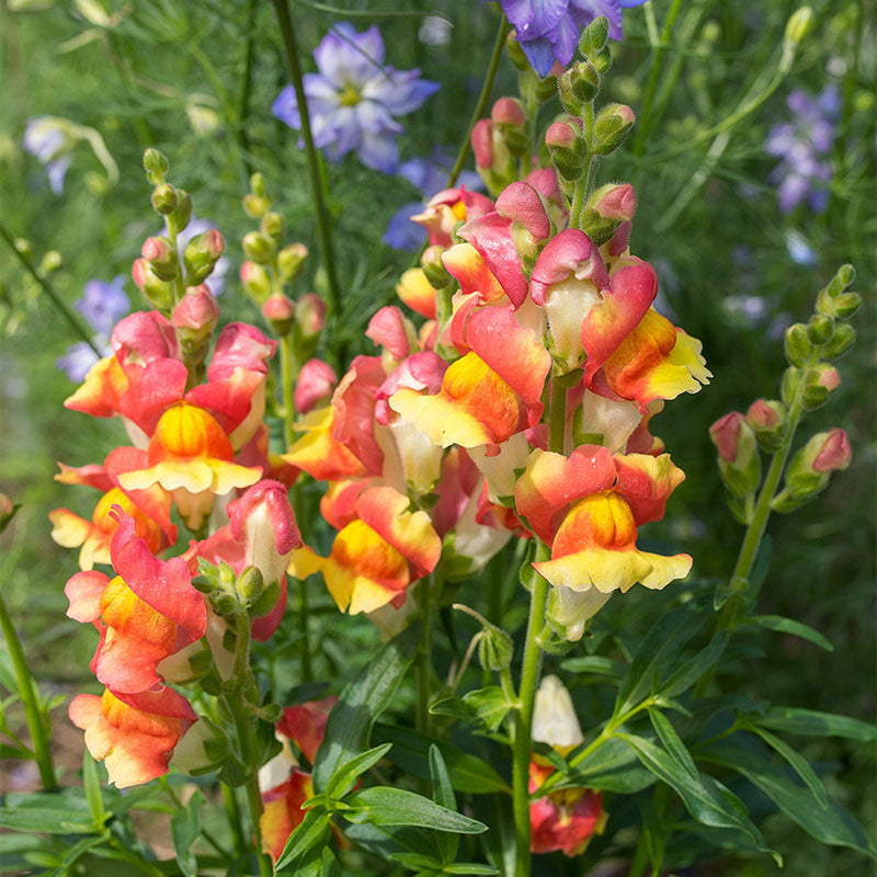 Snapdragon 'Rembrandt'