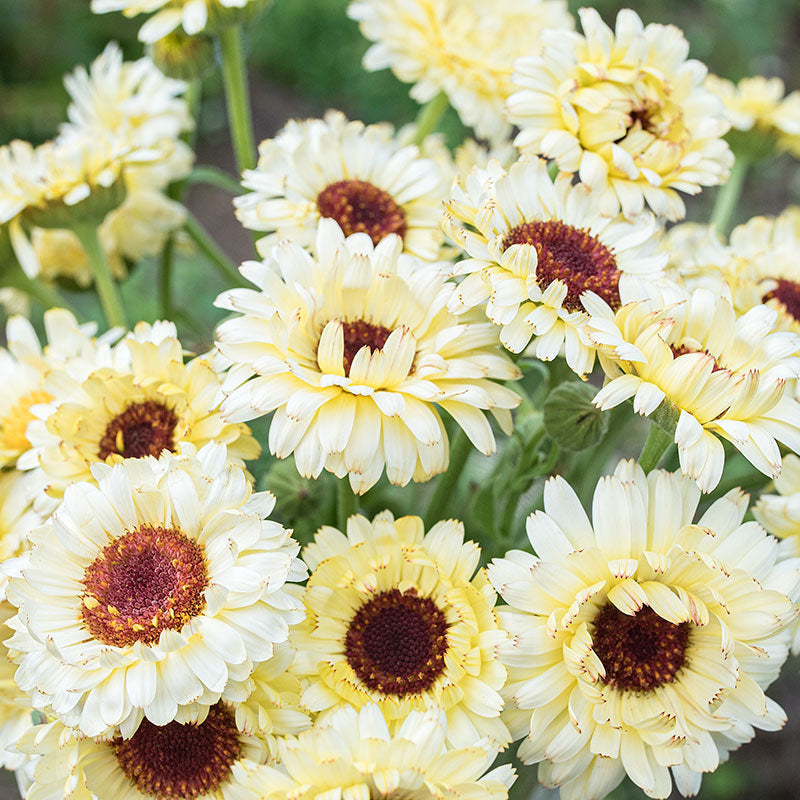 Calendula 'Ivory Princess'