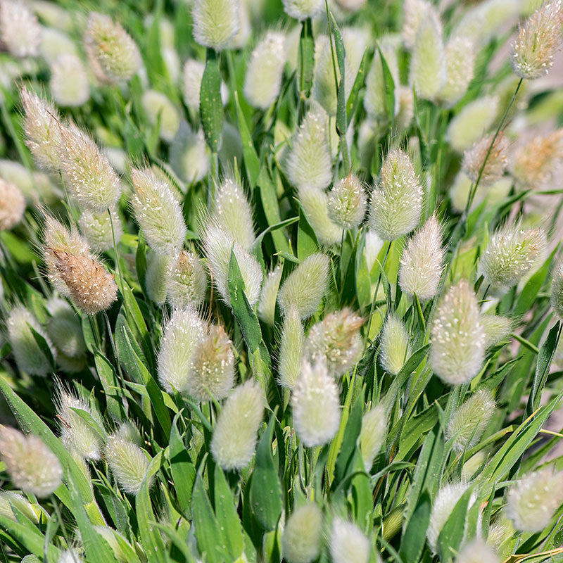 Grass - Bunny Tails