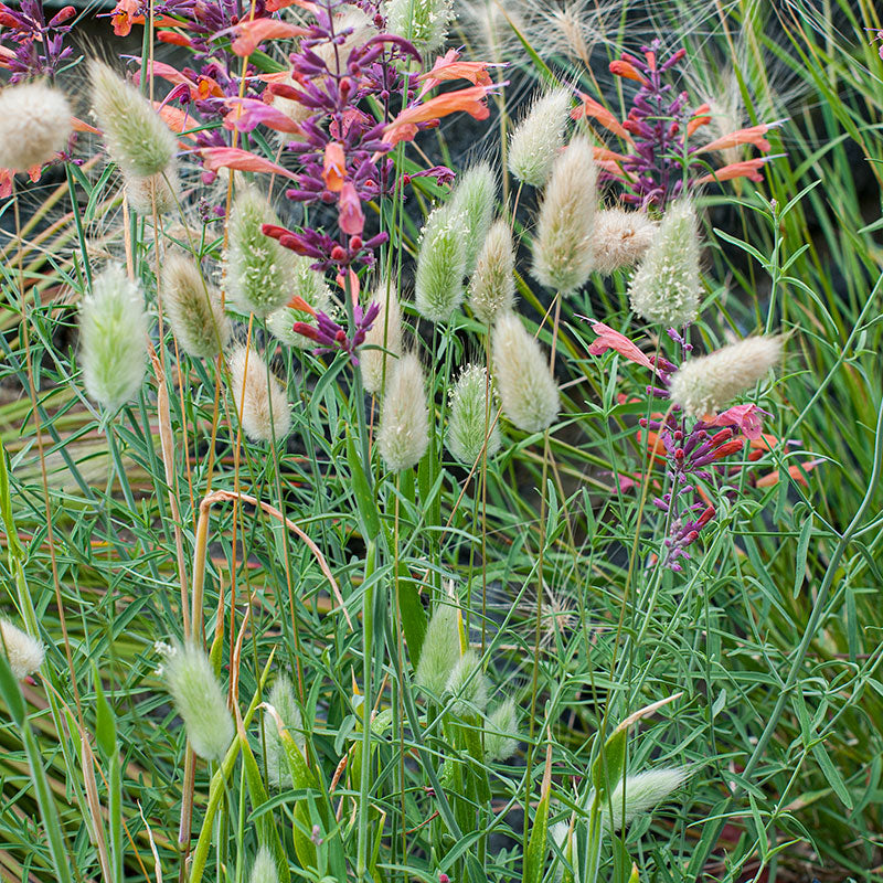 Grass - Bunny Tails