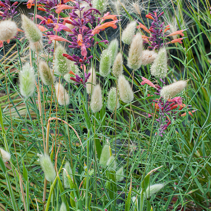 Grass, Bunny Tails