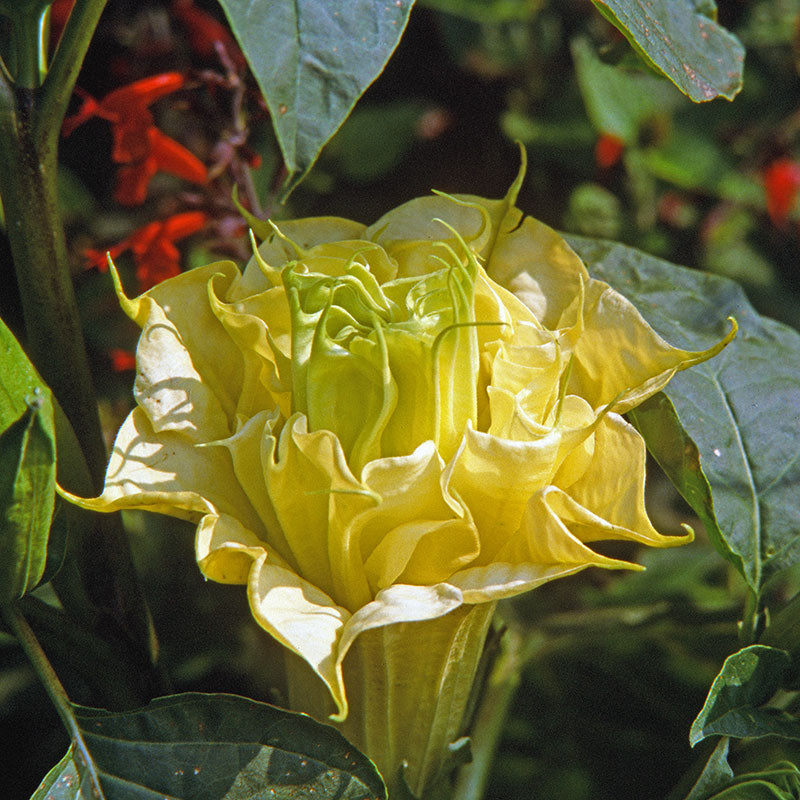 Datura 'Ballerina Yellow'