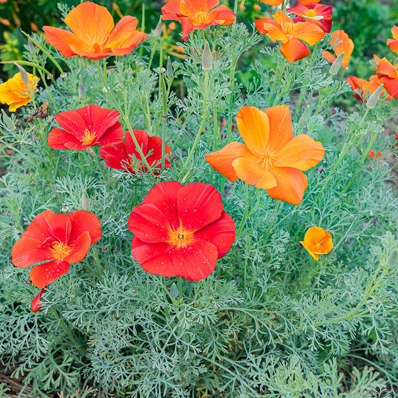 California Poppy 'Rouge'