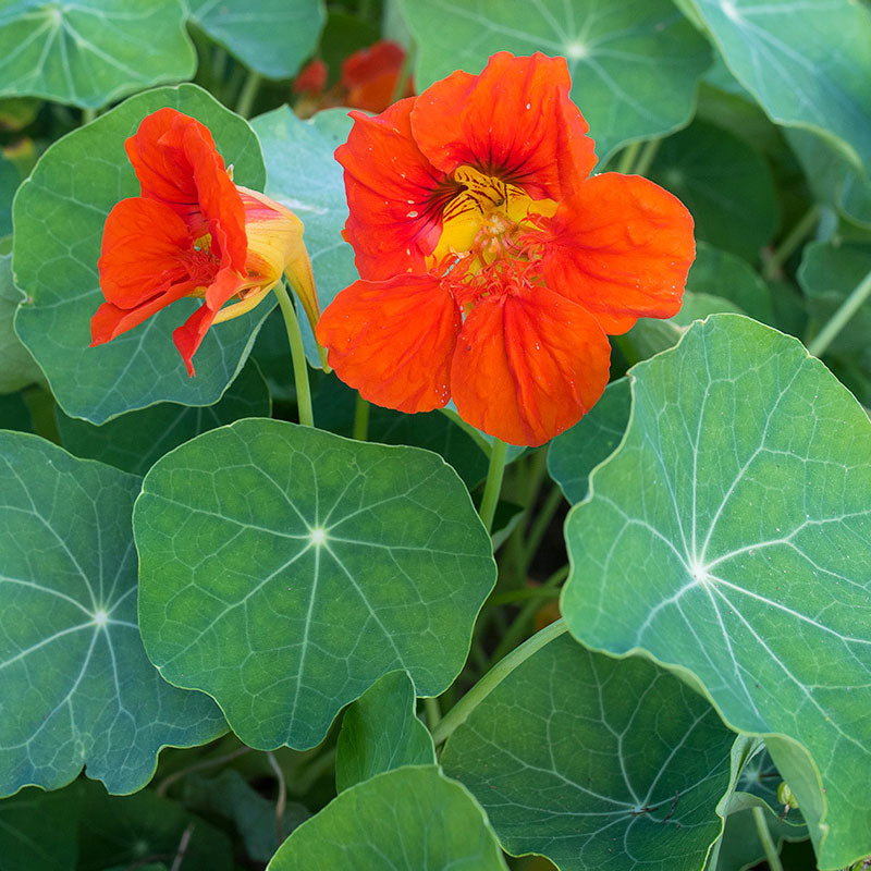 Nasturtium 'Spitfire'