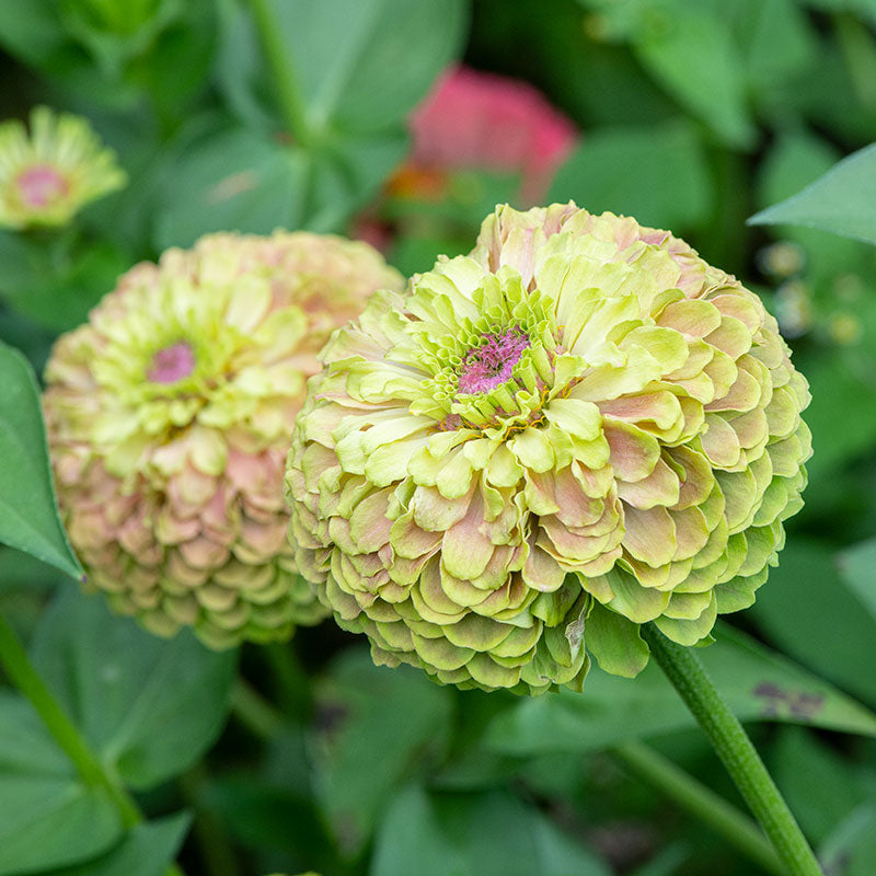 Zinnia 'Raspberry Limeade' seeds, 'Queeny Lime Blush'