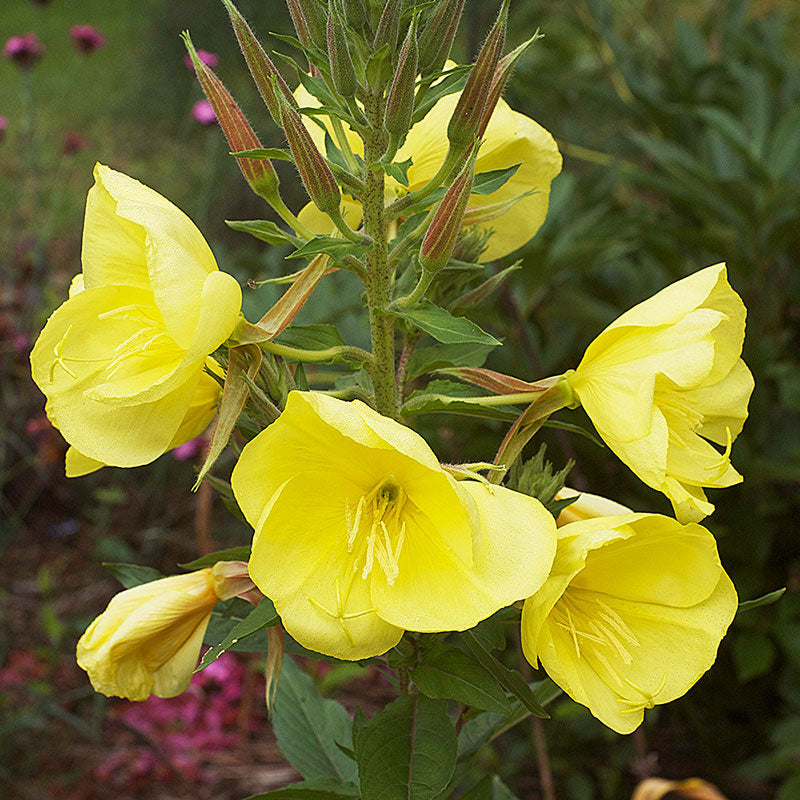 
  



Evening Primrose 'Tina James'
