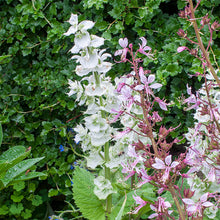 Salvia - Clary Sage 'Vatican White'