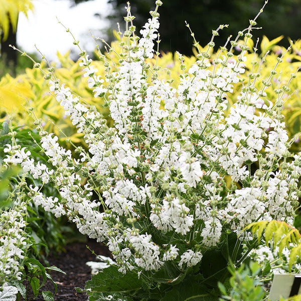clary plant Clary Sage 'Vatican White' seeds