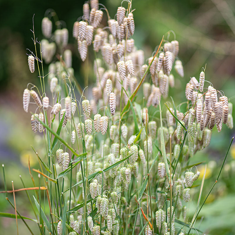 Grass - Greater Quaking