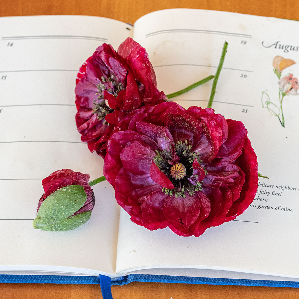 Shirley Poppy 'Pandora' seeds - Papaver rhoeas
