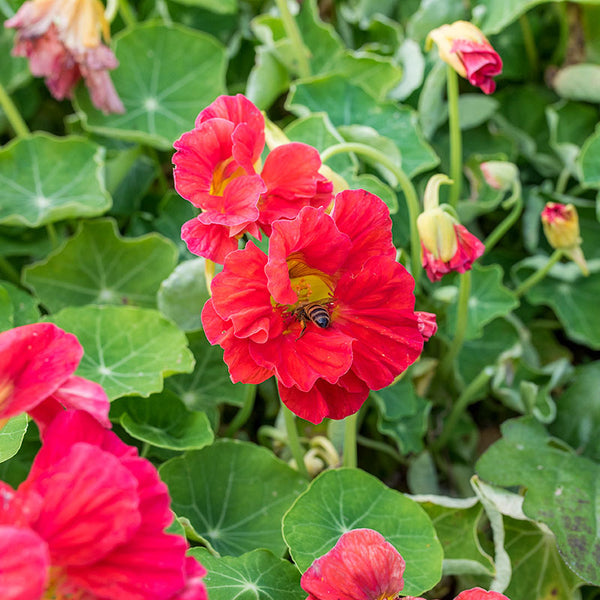 
    



Nasturtium 'Cherrelle'
