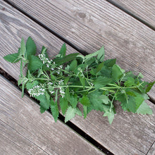 Catnip Organic