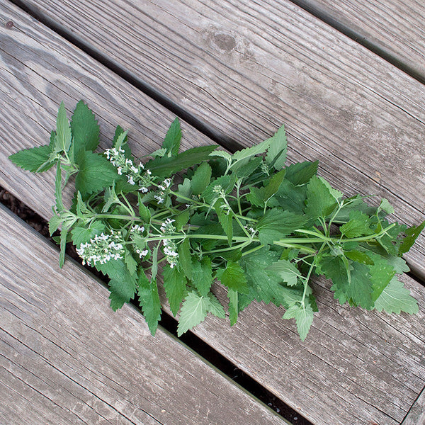 Catnip Organic