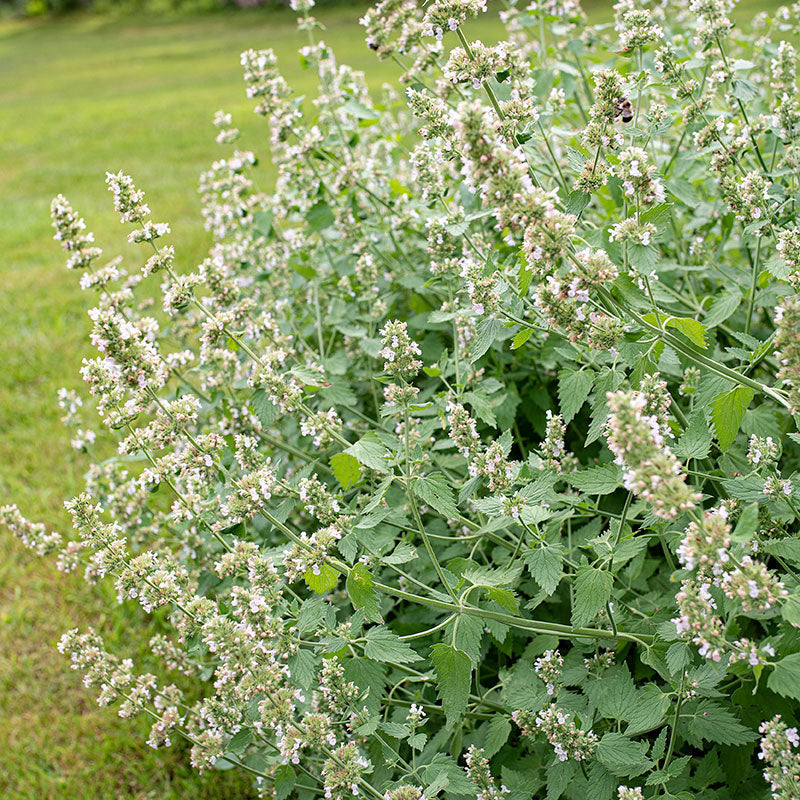 Catnip Seed, Nepeta Cataria Seed, 200 Catnip Seeds, Great for Pollinator  Gardens and Bee Friendly Gardening 