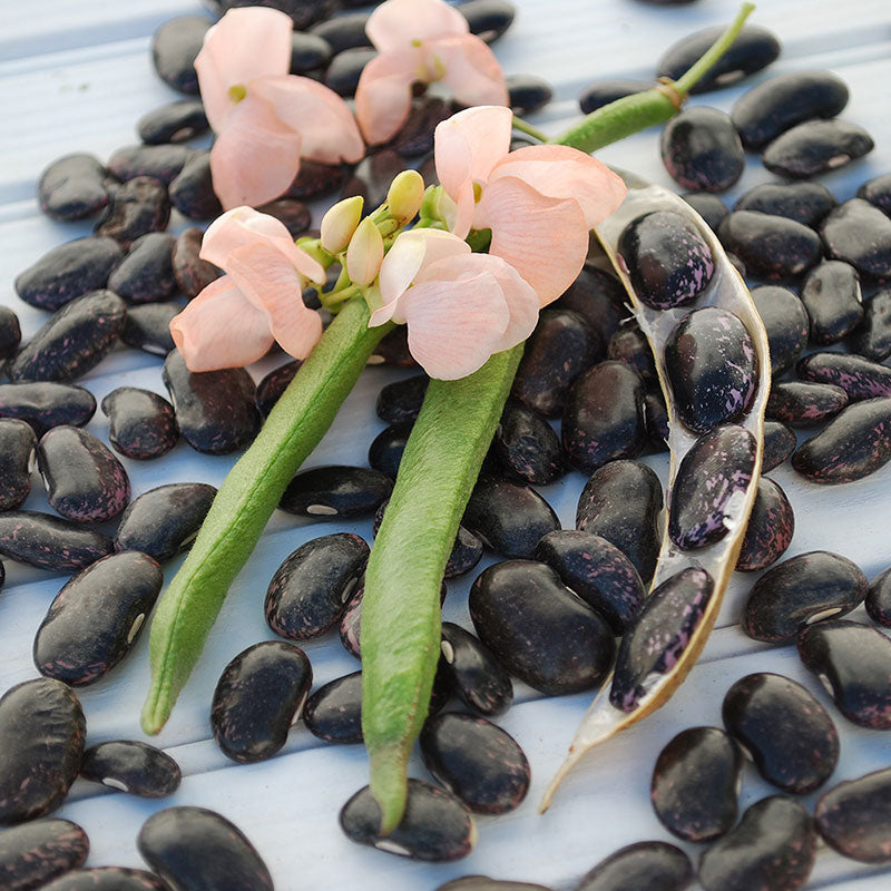 plant runner bean seeds Runner Bean 'Sunset'