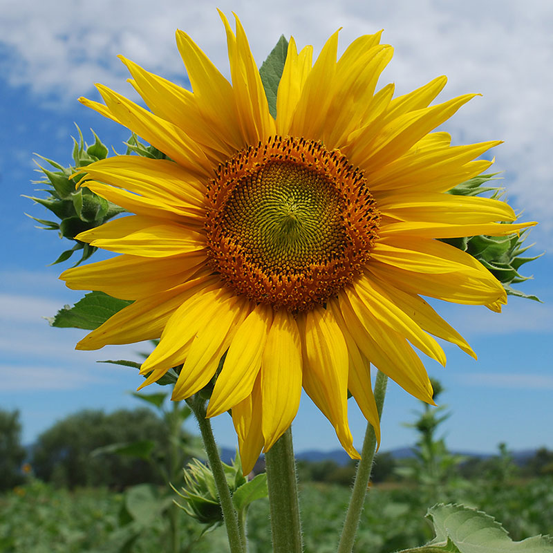 Sunflower 'Arikara' Organic
