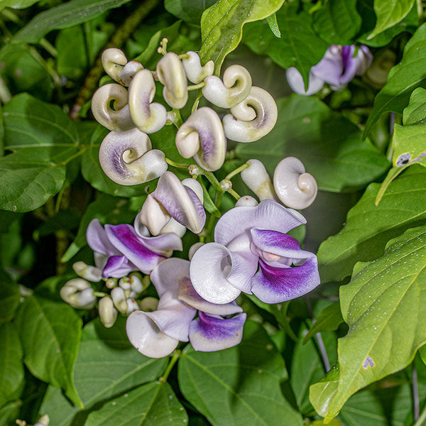 snail seed plant Corkscrew Vine, Snail Vine seeds