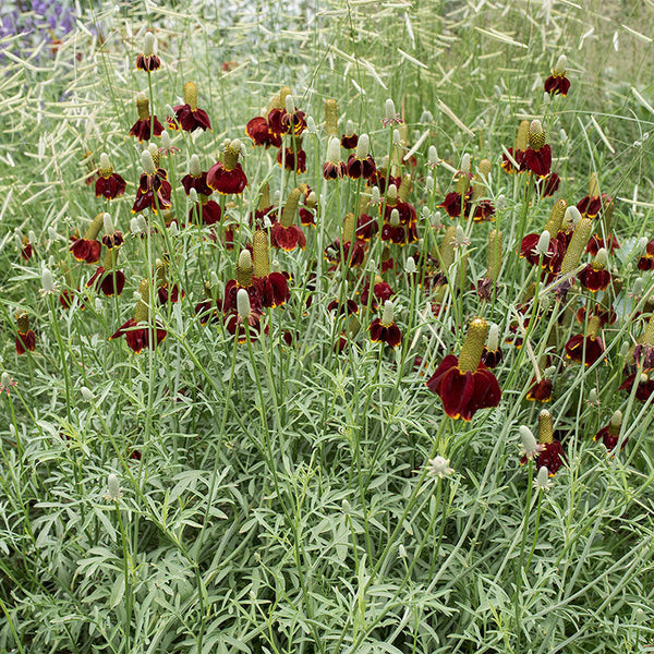 mexican hat plant indoor or outdoor Mexican Hat seeds