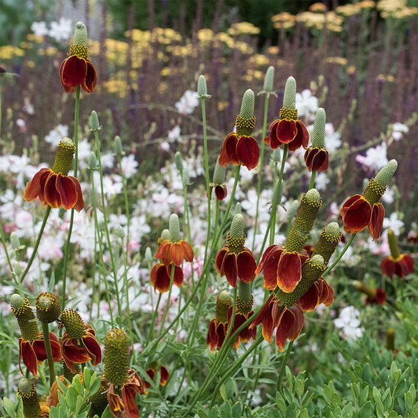 Mexican Hat seeds - Ratibida columnifera