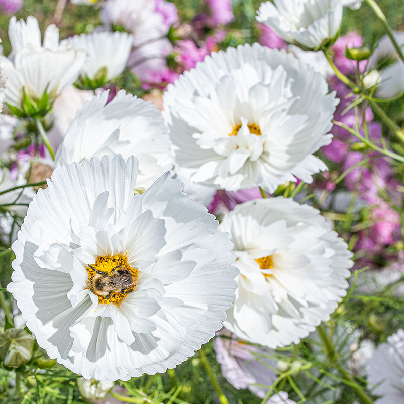 Cosmos 'Cupcakes Blush' seeds - Cosmos bipinnatus Cosmos 'Cupcakes Blush' seeds - Cosmos bipinnatus