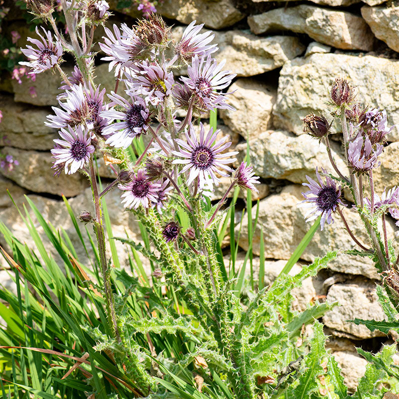 Berkheya 'Zulu Warrior'